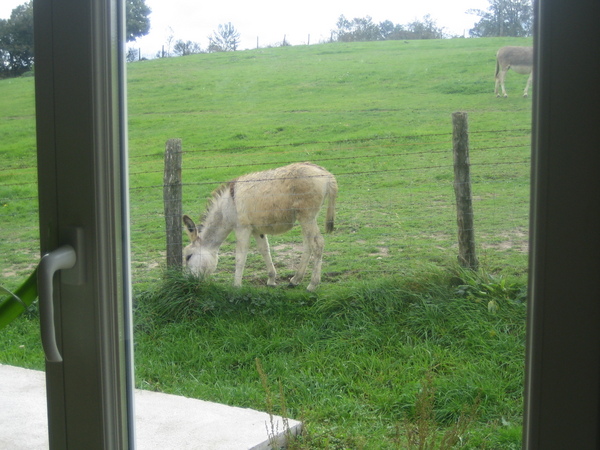 donkeys from the kitchen